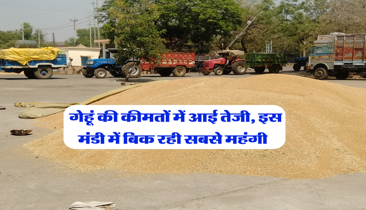 Gehu Ka Bhav : गेहूं की कीमतों में आई तेजी, इस मंडी में बिक रही सबसे महंगी&nbsp;