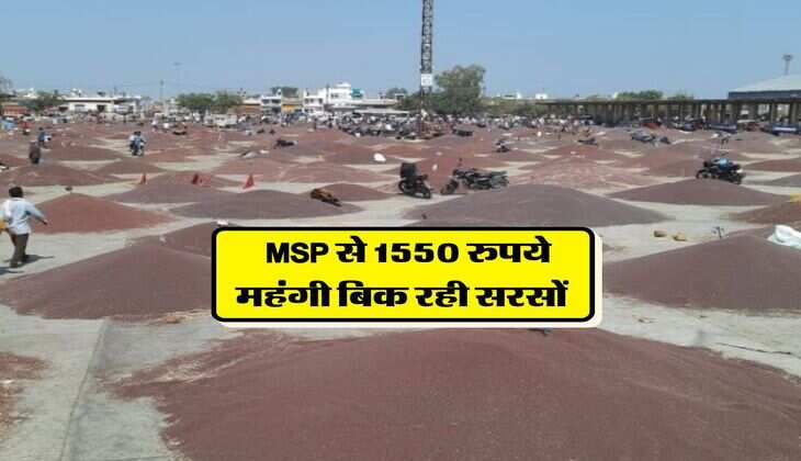 Sarso Rate Hike : MSP से 1550 रुपये महंगी बिक रही सरसों&nbsp;