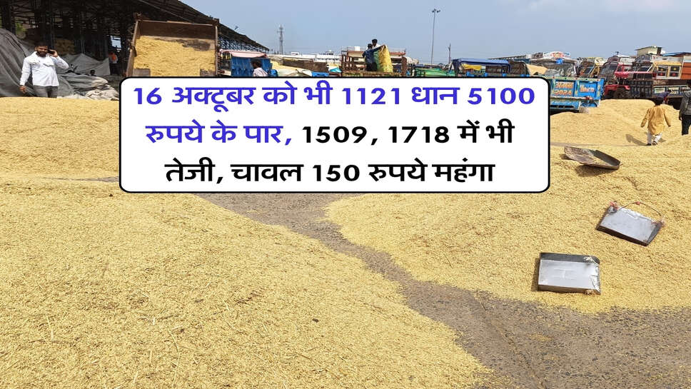 1121 Dhan Price Today : 16 अक्टूबर को भी 1121 धान 5100 रुपये के पार, 1509, 1718 में भी तेजी, चावल 150 रुपये महंगा