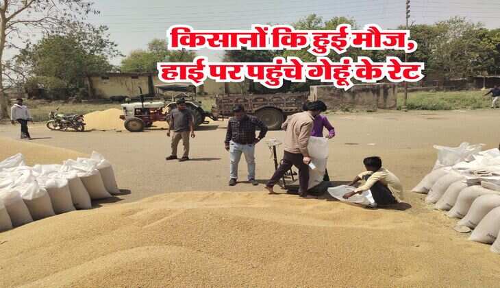 Wheat Rate Hike : किसानों कि हुई मौज, हाई पर पहुंचे गेहूं के रेट
