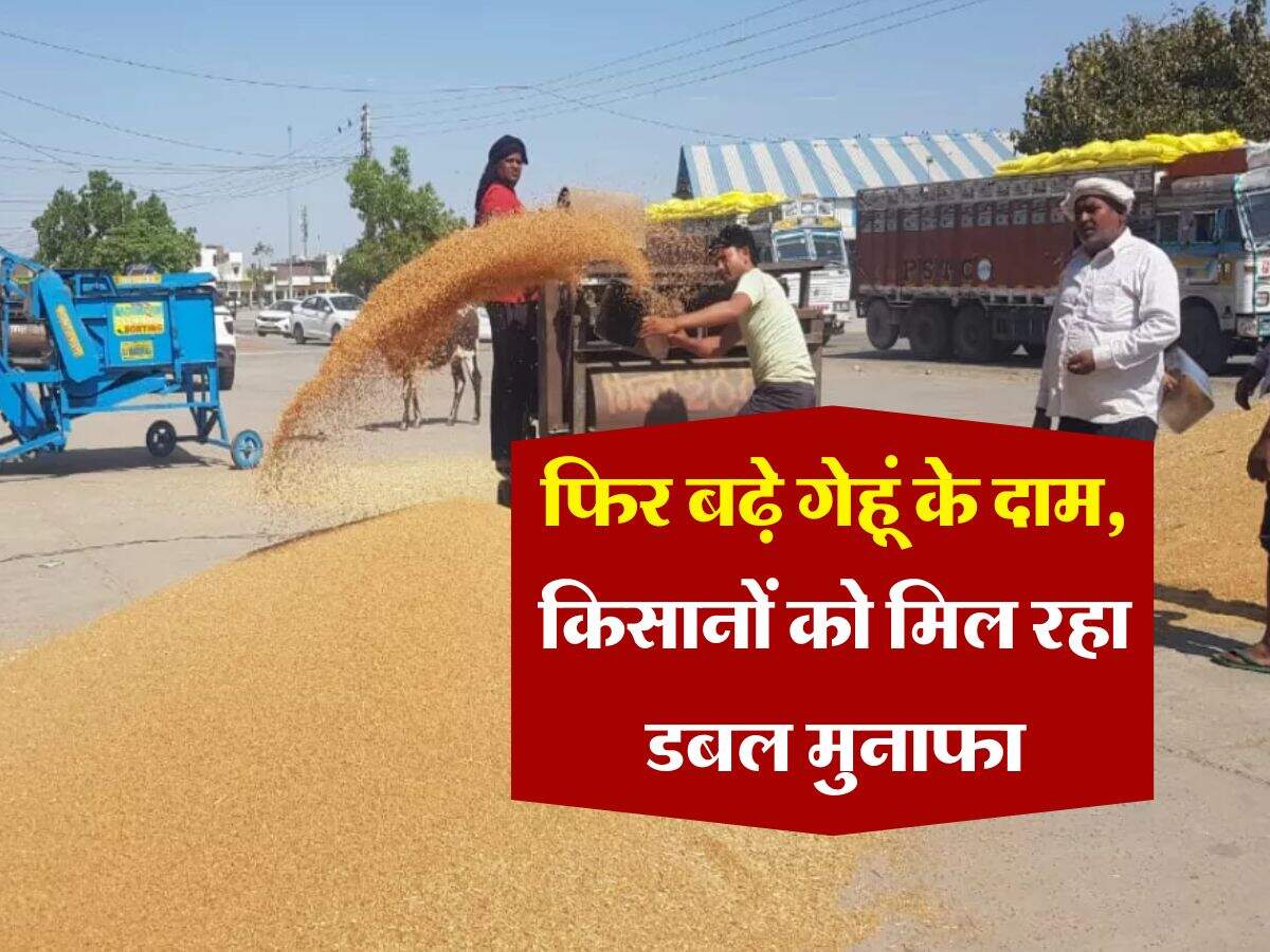 Wheat Rate Hike : फिर बढ़े गेहूं के दाम, किसानों को मिल रहा डबल मुनाफा