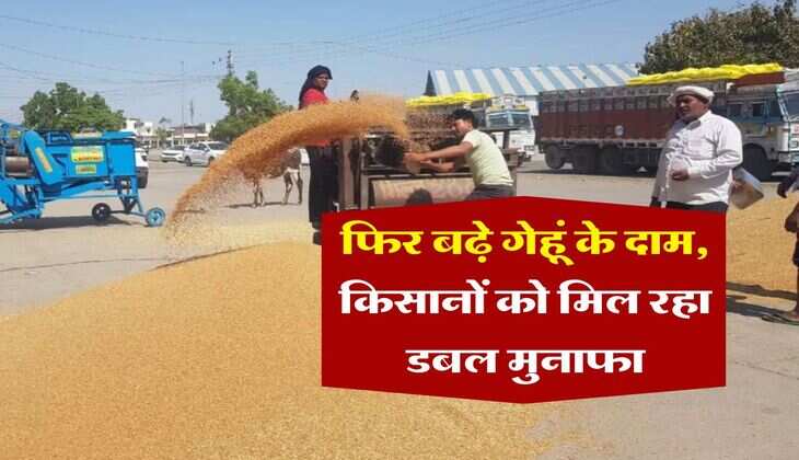 Wheat Rate Hike : फिर बढ़े गेहूं के दाम, किसानों को मिल रहा डबल मुनाफा