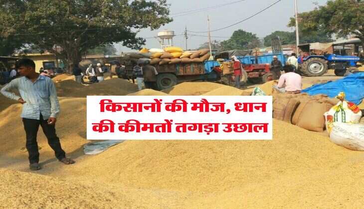 Mandi Bhav : किसानों की मौज, धान की कीमतों तगड़ा उछाल&nbsp;