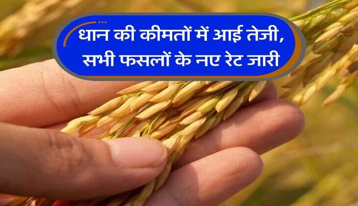 Mandi Bhav : धान की कीमतों में आई तेजी, सभी फसलों के नए रेट जारी