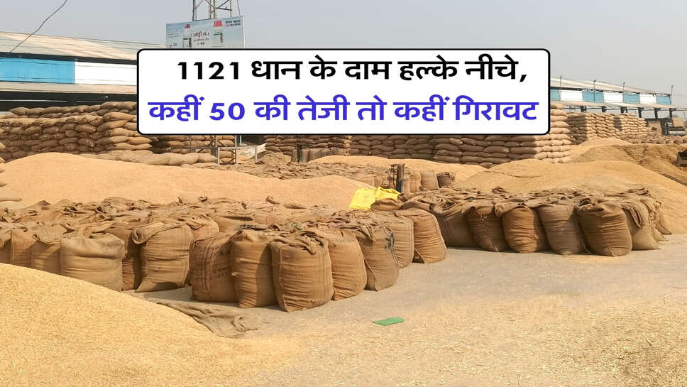 1121 Dhan Price Today : 1121 धान के दाम हल्के नीचे, कहीं 50 की तेजी तो कहीं गिरावट