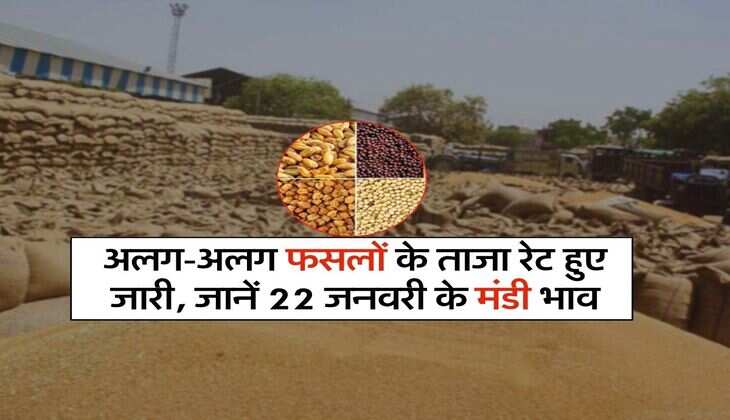 Mandi Bhav : अलग-अलग फसलों के ताजा रेट हुए जारी, जानें 22 जनवरी के मंडी भाव