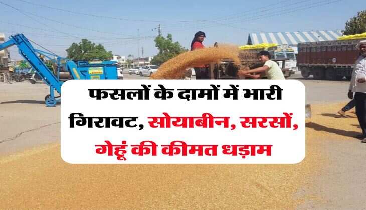Kota Mandi Bhav : फसलों के दामों में भारी गिरावट, सोयाबीन, सरसों, गेहूं की कीमत धड़ाम