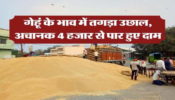 Wheat Rate Hike : गेहूं के भाव में तगड़ा उछाल, अचानक 4 हजार से पार हुए दाम