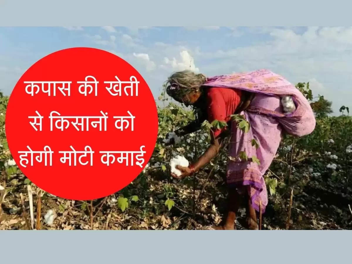 Cotton Farming: कपास की खेती से किसानों को होगी मोटी कमाई, जानिए पूरी जानकारी