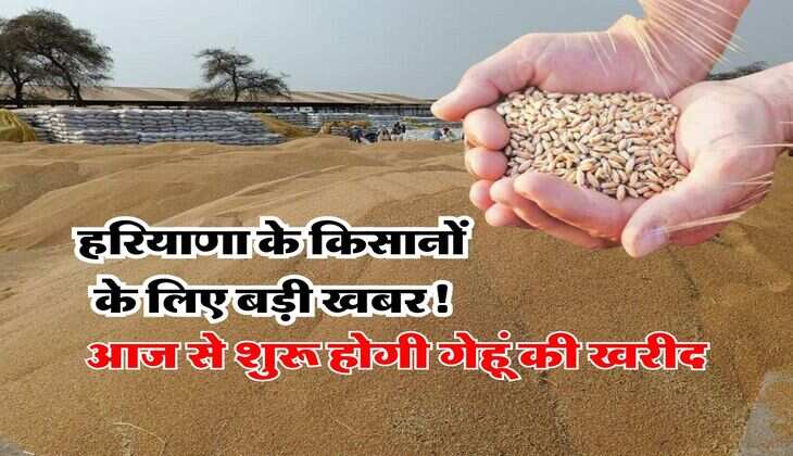 Wheat Procurement : हरियाणा के किसानों के लिए बड़ी खबर! आज से शुरू होगी गेहूं की खरीद, पूरे राज्य में खोल दिए 414 सेंटर