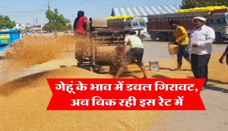 Gehu ka Bhav : गेहूं के भाव में डबल गिरावट, अब बिक रही इस रेट में