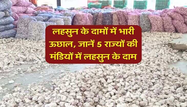 Garlic Price : लहसुन के दामों में भारी ऊछाल, जानें 5 राज्यों की मंडियों में लहसुन के दाम
