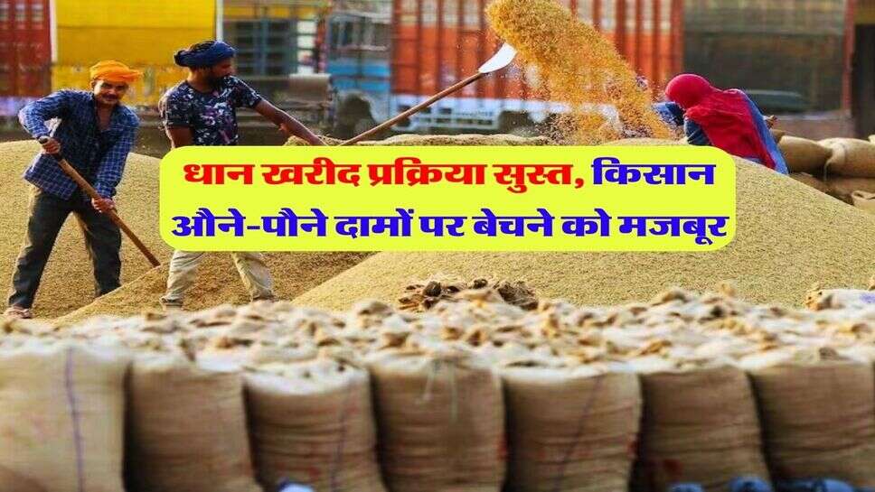 Dhan Bhav : धान खरीद प्रक्रिया सुस्त, किसान औने-पौने दामों पर बेचने को मजबूर