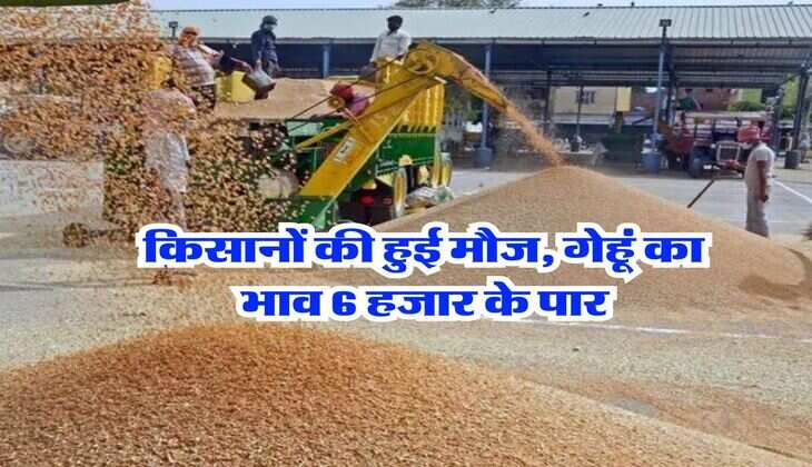 Gehu ka rate today : किसानों की हुई मौज, गेहूं का भाव 6 हजार के पार, चेक करें देशभर की मंडियों का ताजा भाव