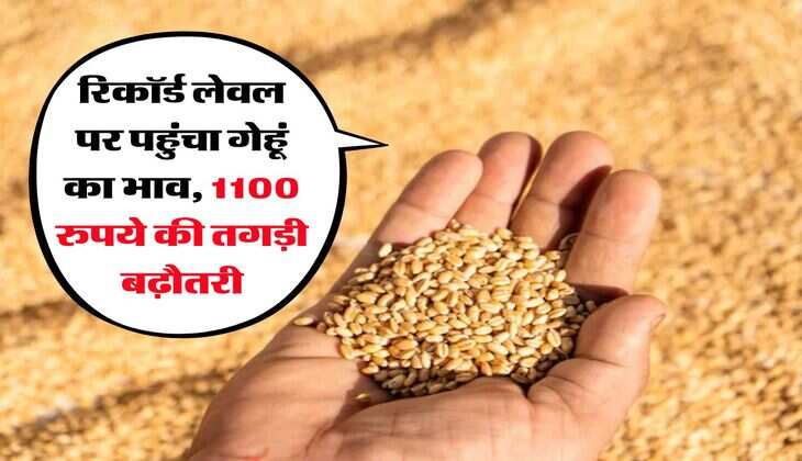 Wheat Price Hike : &nbsp;रिकॉर्ड लेवल पर पहुंचा गेहूं का भाव, 1100 रुपये की तगड़ी बढ़ौतरी