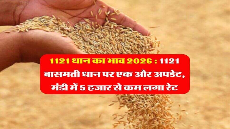 1121 धान का भाव 2026 : 1121 बासमती धान पर एक और अपडेट, मंडी में 5 हजार से कम लगा रेट