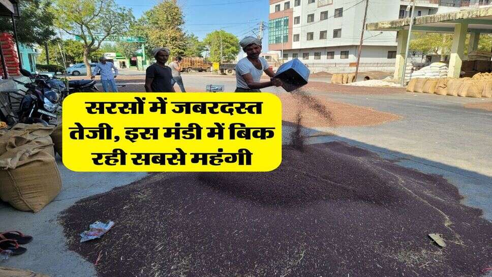 Sarso Mandi Bhav : सरसों में जबरदस्त तेजी, इस मंडी में बिक रही सबसे महंगी