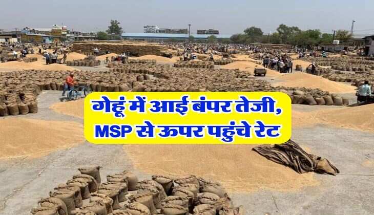 Gehu ka bhav : गेहूं में आई बंपर तेजी, MSP से ऊपर पहुंचे रेट