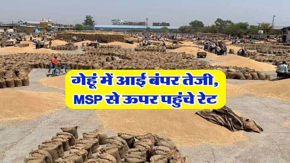 Gehu ka bhav : गेहूं में आई बंपर तेजी, MSP से ऊपर पहुंचे रेट