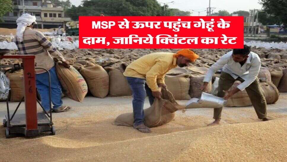 Wheat Rate 25 september 2025 : MSP से ऊपर पहुंच गेहूं के दाम, जानिये क्विंटल का रेट&nbsp;