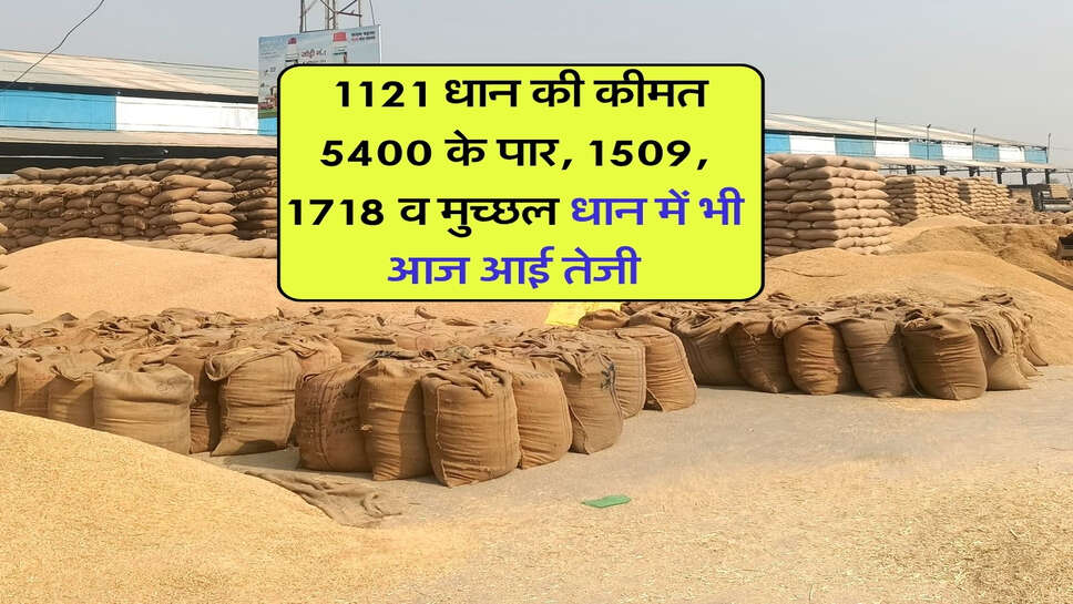 1121 dhan price today : 1121 धान की कीमत 5400 के पार, 1509, 1718 व मुच्छल धान में भी आज आई तेजी