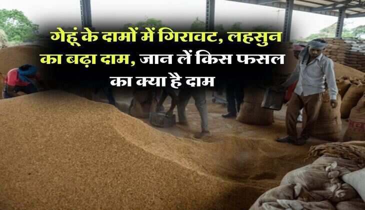 Kota Mandi Bhav : गेहूं के दामों में गिरावट, लहसुन का बढ़ा दाम, जान लें किस फसल का क्या है दाम