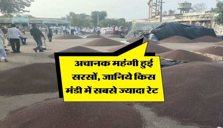 Sarso Mandi Bhav : अचानक महंगी हुई सरसों, जानिये किस मंडी में सबसे ज्यादा रेट  