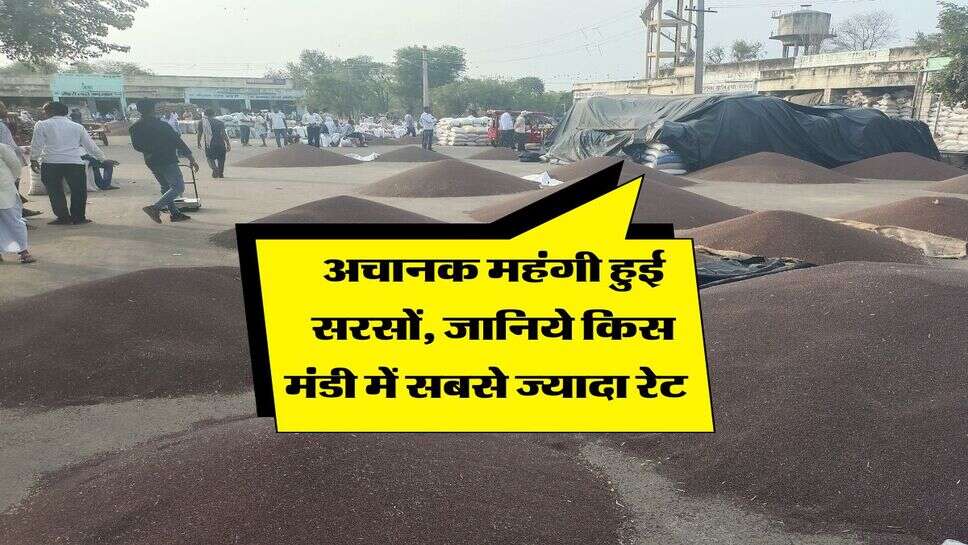 Sarso Mandi Bhav : अचानक महंगी हुई सरसों, जानिये किस मंडी में सबसे ज्यादा रेट  