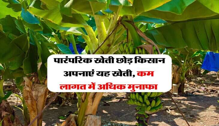 Agriculture News : पारंपरिक खेती छोड़ किसान अपनाएं यह खेती, कम लागत में अधिक मुनाफा