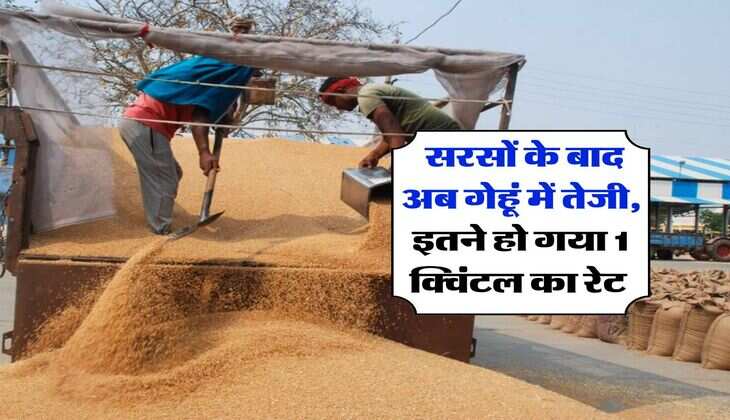 Wheat Price : सरसों के बाद अब गेहूं में तेजी, इतने हो गया 1 क्विंटल का रेट 