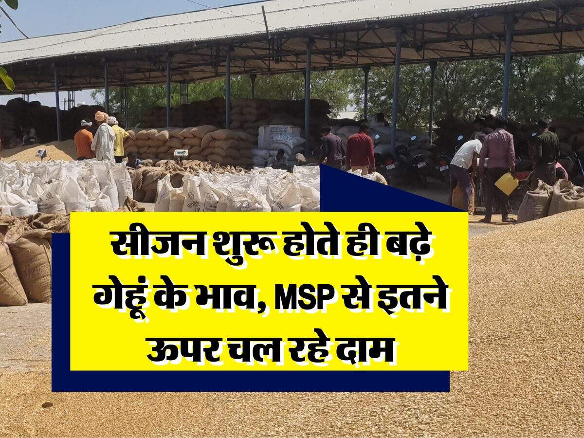 wheat rate hike : सीजन शुरू होते ही बढ़े गेहूं के भाव, MSP से इतने ऊपर चल रहे दाम