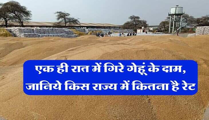 Wheat Rate Down : एक ही रात में गिरे गेहूं के दाम, जानिये किस राज्य में कितना है रेट