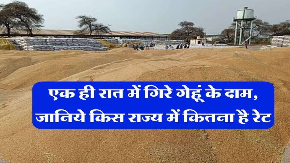 Wheat Rate Down : एक ही रात में गिरे गेहूं के दाम, जानिये किस राज्य में कितना है रेट