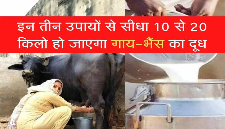 dudh badhane ka formula tarika cow 
