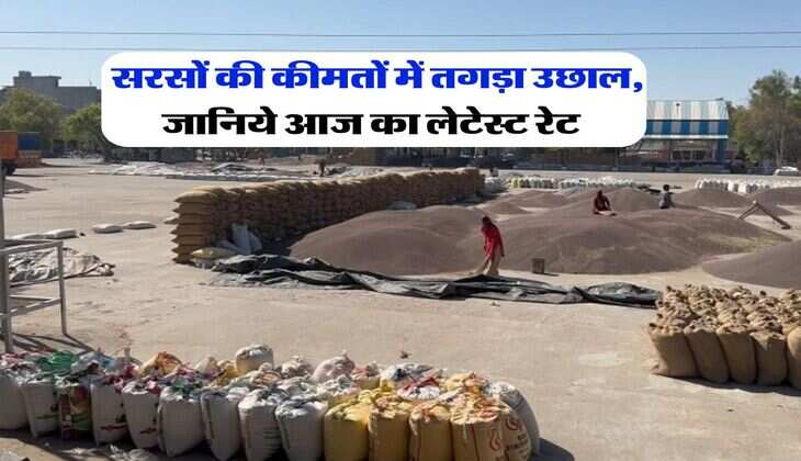 Mandi Rate : सरसों की कीमतों में तगड़ा उछाल, जानिये आज का लेटेस्ट रेट&nbsp;