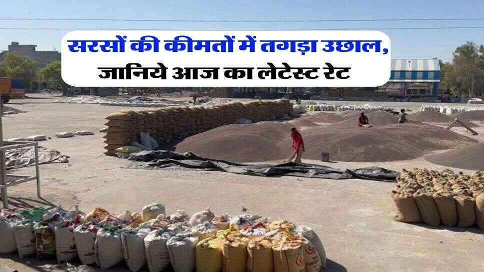Mandi Rate : सरसों की कीमतों में तगड़ा उछाल, जानिये आज का लेटेस्ट रेट&nbsp;