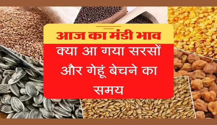Aaj Ka Mandi Bhav:  पूरे हफ्ते की मंडी रिपोर्ट करें चेक, जानिए आगे किस फसल में रहेगी तेजी