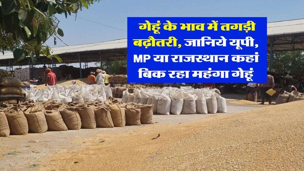 wheat rate 2025 : गेहूं के भाव में तगड़ी बढ़ौतरी, जानिये यूपी, MP या राजस्थान कहां बिक रहा महंगा गेहूं