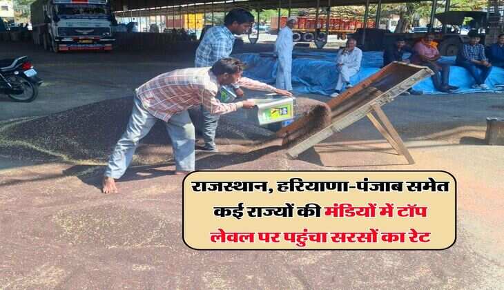 Sarso Mandi Bhav : राजस्थान, हरियाणा-पंजाब समेत कई राज्यों की मंडियों में टॉप लेवल पर पहुंचा सरसों का रेट