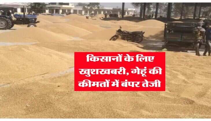 Gehu Rate : किसानों के लिए खुशखबरी, गेहूं की कीमतों में बंपर तेजी&nbsp;