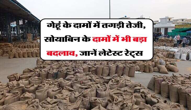 Kota Mandi Bhav : गेहूं के दामों में तगड़ी तेजी, सोयाबिन के दामों में भी बड़ा बदलाव, जानें लेटेस्ट रेट्स  