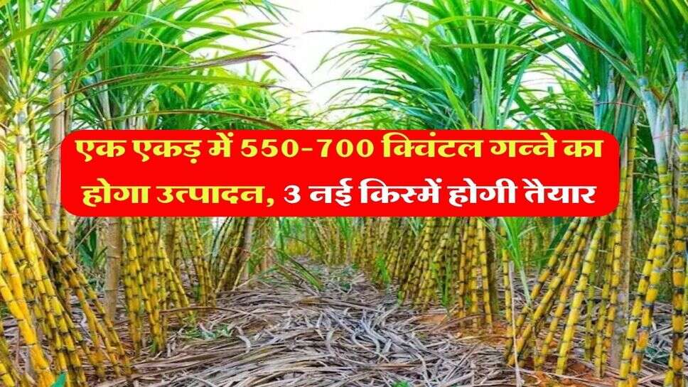 Agricultre News : एक एकड़ में 550-700 क्विंटल गन्ने का होगा उत्पादन, 3 नई किस्में होगी तैयार
