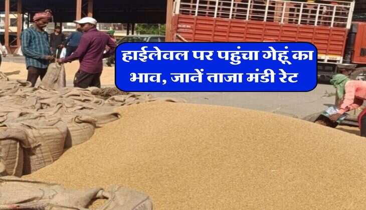 Wheat Rate 28 January : हाईलेवल पर पहुंचा गेहूं का भाव, जानें ताजा मंडी रेट&nbsp;