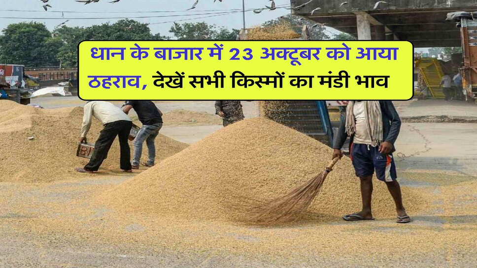 1121 Dhan Price Today : धान के बाजार में 23 अक्टूबर को आया ठहराव, देखें सभी किस्मों का मंडी भाव