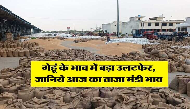Wheat Rate Today : गेहूं के भाव में बड़ा उलटफेर, जानिये आज का ताजा मंडी भाव
