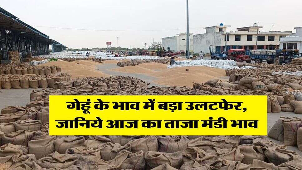 Wheat Rate Today : गेहूं के भाव में बड़ा उलटफेर, जानिये आज का ताजा मंडी भाव