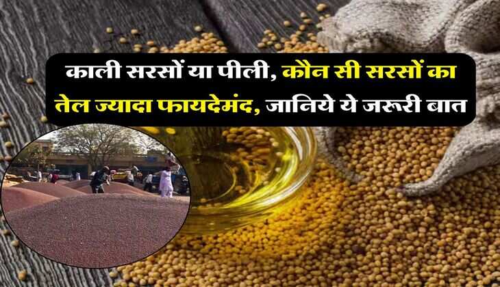 sarso tel : काली सरसों या पीली, कौन सी सरसों का तेल ज्यादा फायदेमंद, जानिये ये जरूरी बात