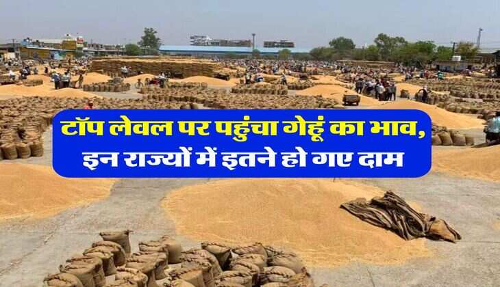 Wheat Rate Hike : टॉप लेवल पर पहुंचा गेहूं का भाव, इन राज्यों में इतने हो गए दाम