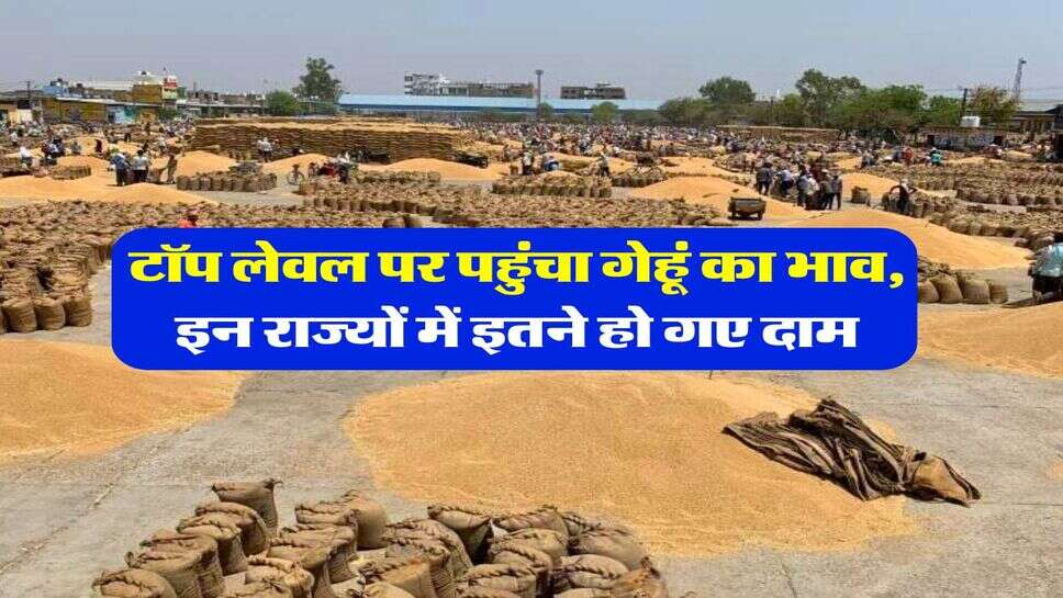 Wheat Rate Hike : टॉप लेवल पर पहुंचा गेहूं का भाव, इन राज्यों में इतने हो गए दाम