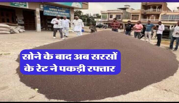 sarso rate : सोने के बाद अब सरसों के रेट ने पकड़ी रफ्तार